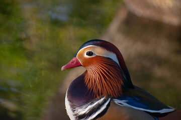 Mandarin duck looking in a lake