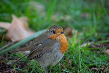 Old and sick european robin 