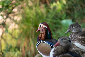 Mandarin duck with her young 2