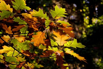 Autumn leaves on a tree branch close-up in sunlight