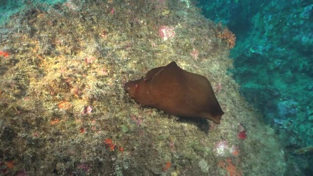 Sea hare close up on reef in the Mediterranean Sea