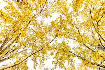 Álamo temblones (Populus tremuloides​) en otoño
