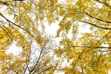 Álamo temblones (Populus tremuloides​) en otoño