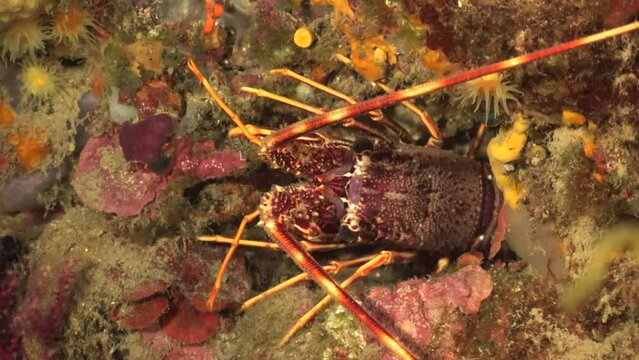Mediterranean lobster close up on reef in the mediterranean sea
