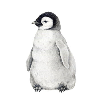 Little newborn penguin watercolor illustration. Hand drawn realistic emperor penguin cute fluffy nestling. Aptenodytes forsteri Antarctica avian. Standing single baby penguin.