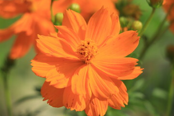 Beautiful dark yellow cosmos flowers on a background of a field of yellow cosmos flowers.
