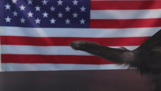 Gray cat on the background of the American flag. The cat leaves the frame. The concept of patriotism in America
