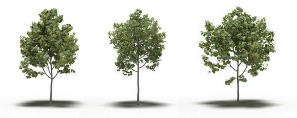 large tree with a shadow under it, isolated on a transparent background, 3D illustration, cg render