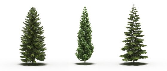 large tree with a shadow under it, isolated on a transparent background, 3D illustration, cg render