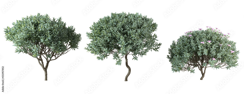 Poster shrubbery trees shapes cut out transparency backgrounds 3d rendering png files