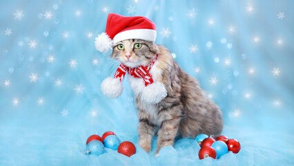 Cat in a Santa Claus hat on a blue background. Christmas Cat with Christmas decoration. Greeting card. Christmas and New year background with Cat in a Xmas red hat. Winter holiday postcard 