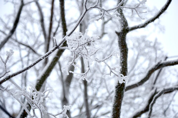 A winter tree with black trunk and branches white of hoar frost and snow, selective focus
