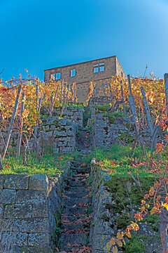 Herbstlicher Weinberg unter der Y-Burg bei Kernen-Stetten im Remstal