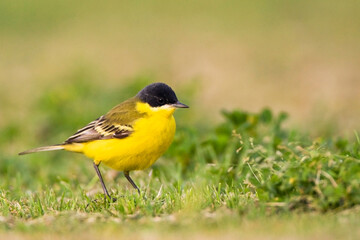 Fototapeta premium Noordse Gele Kwikstaart; Grey-headed Wagtail; Motacilla thunbergi
