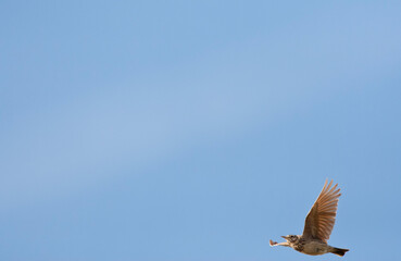 Kuifleeuwerik, Common Crested Lark, Galerida cristata