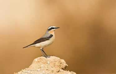 Fototapeta premium Tapuit, Northern Wheatear, Oenanthe oenanthe