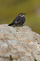 Grijsbuikwipstaart, Dark-bellied Cinclodes, Cinclodes patagonicus