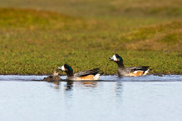 Chileense Smient, Chilean Wigeon, Anas sibilatrix