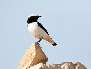 Obraz premium Oostelijke Rouwtapuit, Eastern Mourning Wheatear, Oenanthe lugens