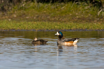 Chileense Smient, Chilean Wigeon, Anas sibilatrix