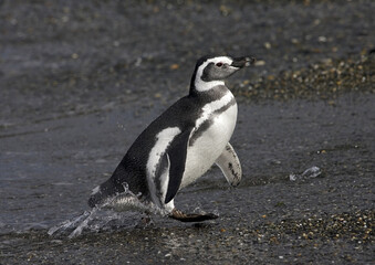 Obraz premium Magellanic Penguin, Magelhaenpinguïn, Spheniscus magellanicus