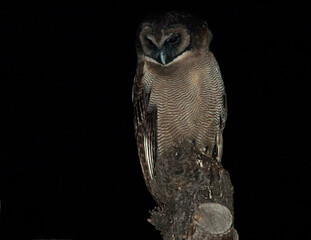 Bruine Bosuil, Himalayan Wood-Owl, Strix newarensis