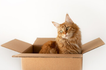 Delivery of animals. A cat as a gift. Red cat in a box.Mainecoon