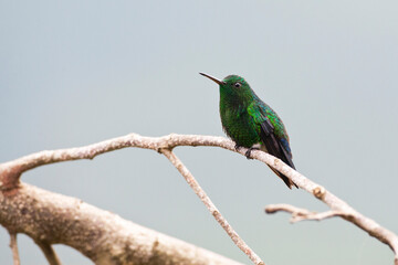 Blauwbuikamazilia, Steely-vented Hummingbird, Amazilia saucerottei