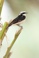 Fototapeta premium Vitatta Bonte Tapuit, Vittata Pied Wheatear, Oenanthe pleschanka vittata
