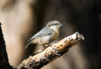 Fototapeta premium Kleine Boomklever, Pymgy Nuthatch, Sitta pygmaea