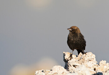 Bruinkopkoevogel, Brown-headed Cowbird, Molothrus ater