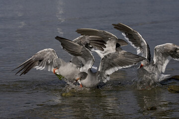 Dolphin Gull, Dolfijnmeeuw, Larus scoresbii