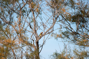 Jilguero (carduelis) posando en la rama de un árbol al sol 