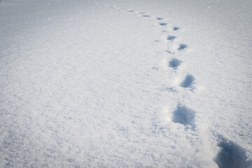 冬の北海道の風景