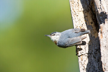 Turkse Boomklever, Krper\'s Nuthatch, Sitta krueperi