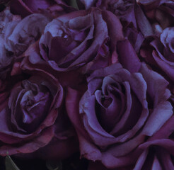 Close up of beautiful pink roses on black background created using Generative AI technology