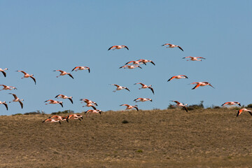 Chileense Flamingo, Chilean Flamingo, Phoenicopterus chilensis