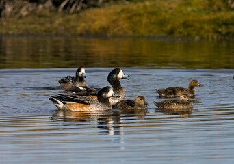 Chileense Smient, Chilean Wigeon, Anas sibilatrix