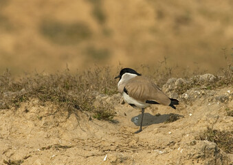 River Lapwing, Vanellus duvaucelii