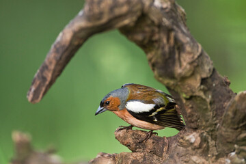 Vink, Common Chaffinch, Fringilla coelebs