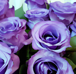 Close up of beautiful pink roses over green leaves created using Generative AI technology