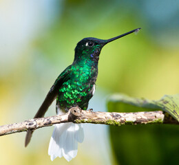 Witstaartincakolibrie, White-tailed Starfrontlet, Coeligena phalerata