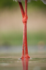 Zwarte Ooievaar, Black Stork, Ciconia nigra