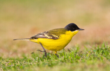 Noordse Gele Kwikstaart; Grey-headed Wagtail; Motacilla thunbergi