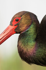 Zwarte Ooievaar, Black Stork, Ciconia nigra