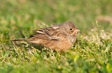 Bruinkeelortolaan, Cretschmar's Bunting, Emberiza caesia