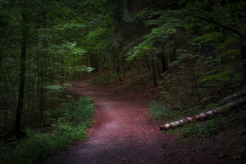 Winding path in park or forest among shady trees on a summer evening. Beautiful summer landscape.