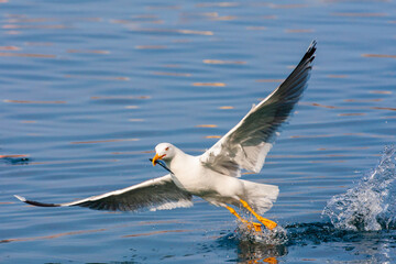 Yellow-legged Gull, Larus michahellis michahellis
