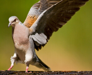 Zomertortel, European Turtle Dove, Streptopelia turtur