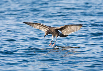 Pacifische Mantelmeeuw, Western Gull, Larus occidentalis